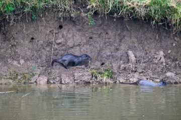 Four Kingfishers at the nesting bank